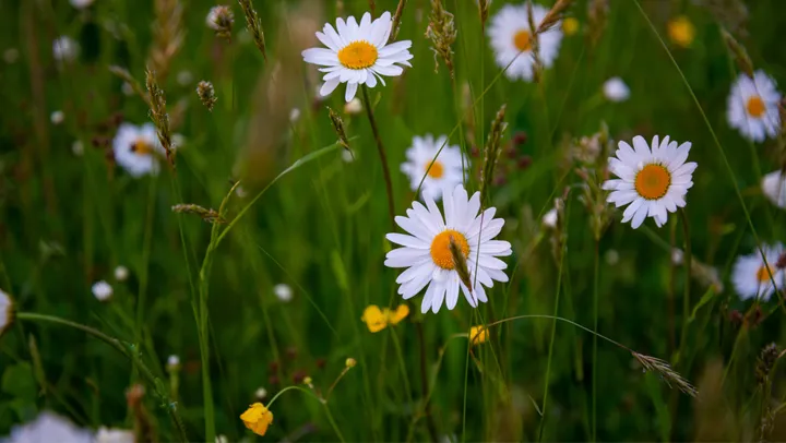 Fira midsommar vid Sanda Bygdegård – Klintehamn