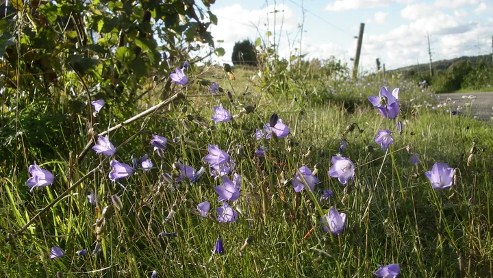 De vilda blommornas dag på Grinnsjö – Vänersborg