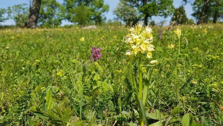 Gratis guidad blomstervandring på Kinnekulle – Götene