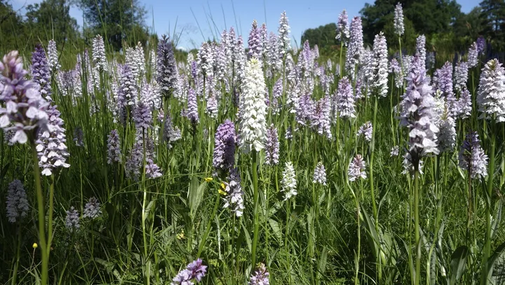 De vilda blommornas dag – Åsnebyns Kulturreservat