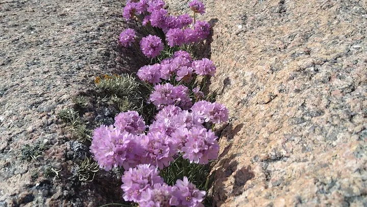 De Vilda Blommornas Dag Vandring – Varekil