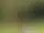 Siristigen